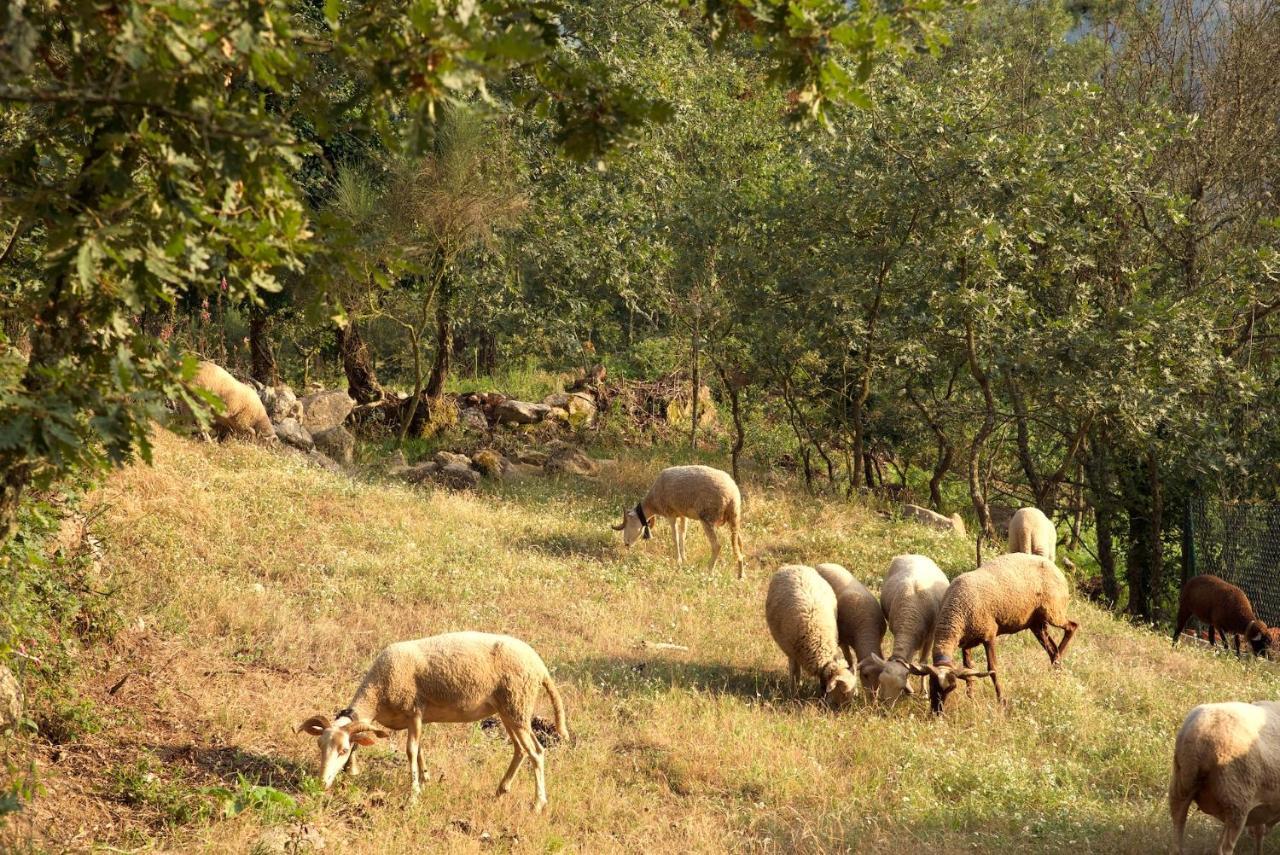 Quinta De S. Cipriano Villa Resende Eksteriør bilde
